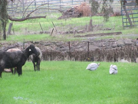 guineas with sheep
